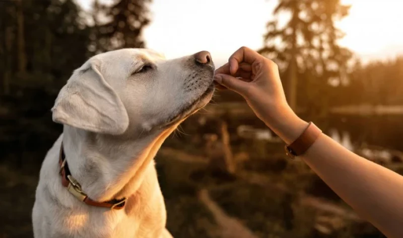 chiots-calcium-et-oreilles
