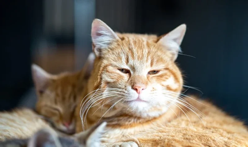 comment-eliminer-les-puces-de-votre-animal