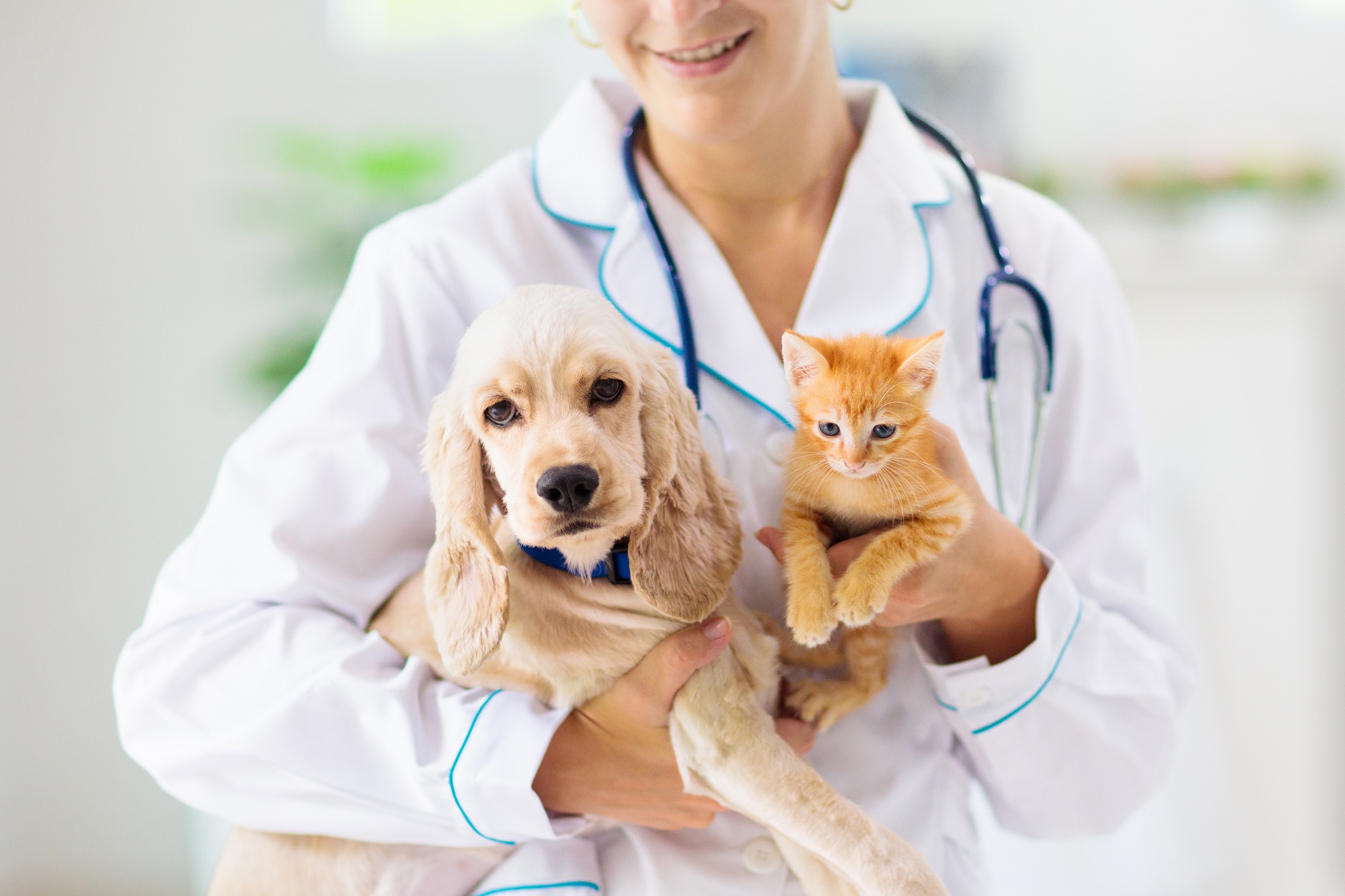 vetdiet