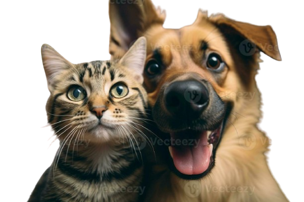 CHAT ET CHIENS