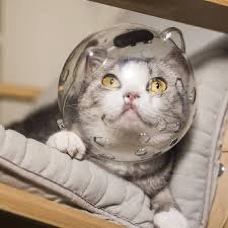 museliere-chat-pour-toilettage