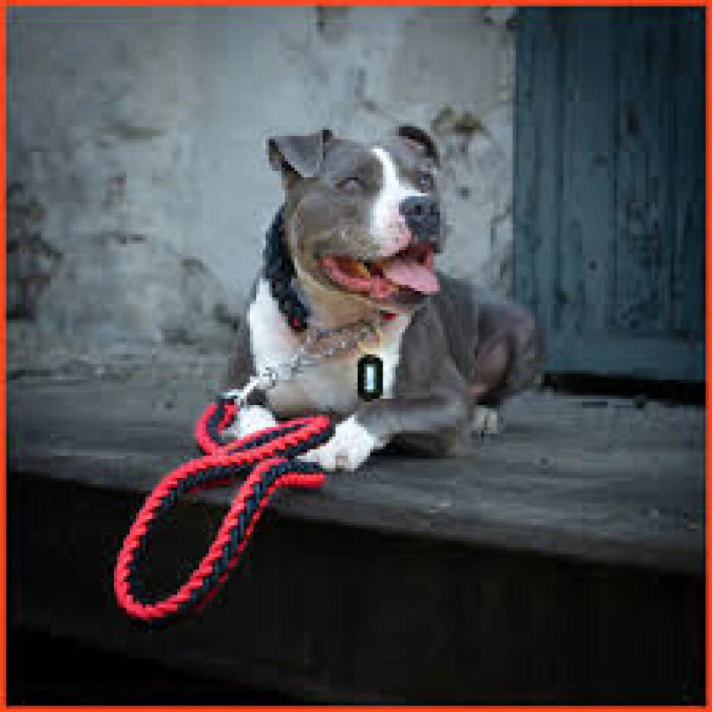 laisse-avec-collier-pour-grand-chiens